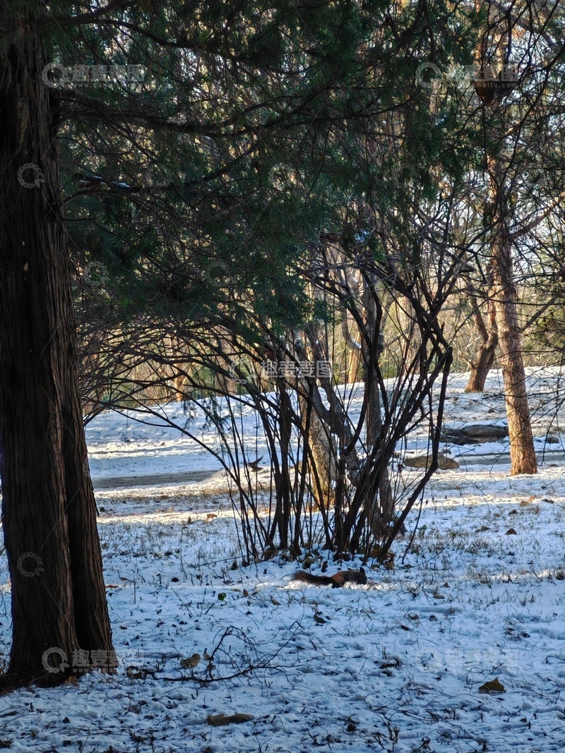 高清大图下载【趣麦麦图】冬日松林雪景11111