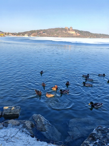 冬日湖鸭景色
