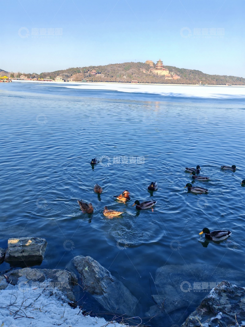 高清大图下载【趣麦麦图】-冬日湖鸭景色