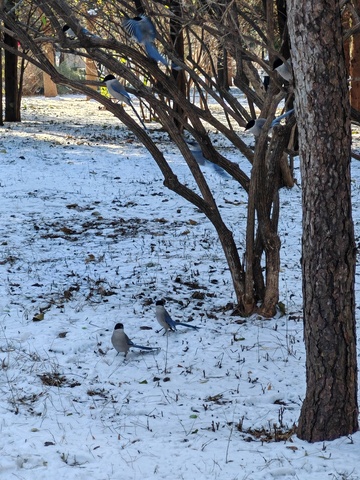 冬日雪景鸟儿觅食