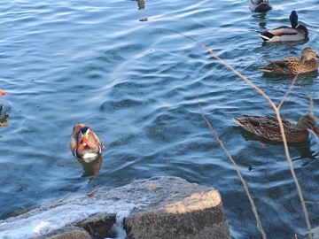 湖中野鸭嬉戏图