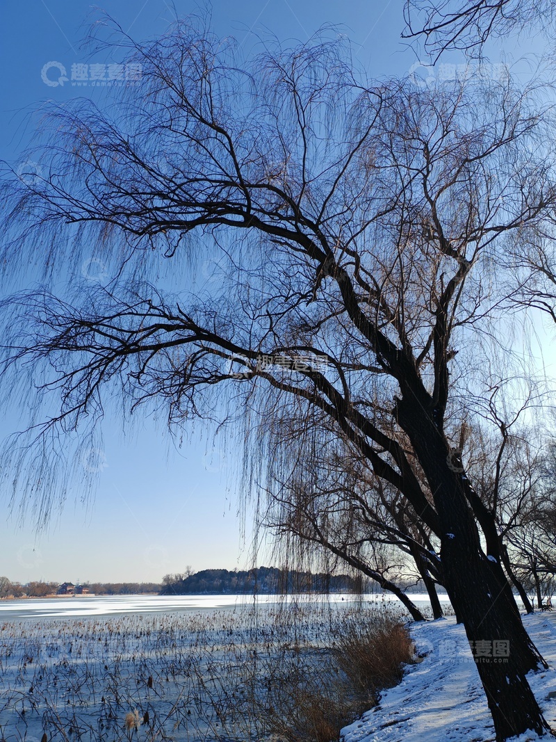 高清大图下载【趣麦麦图】-冬日雪景柳树风景