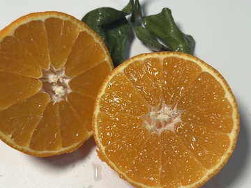 新鲜橙子切开特写摄影