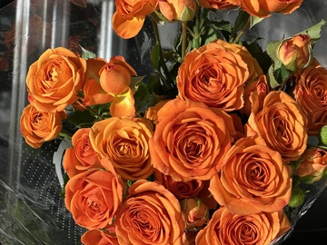 橙色玫瑰鲜花束特写摄影