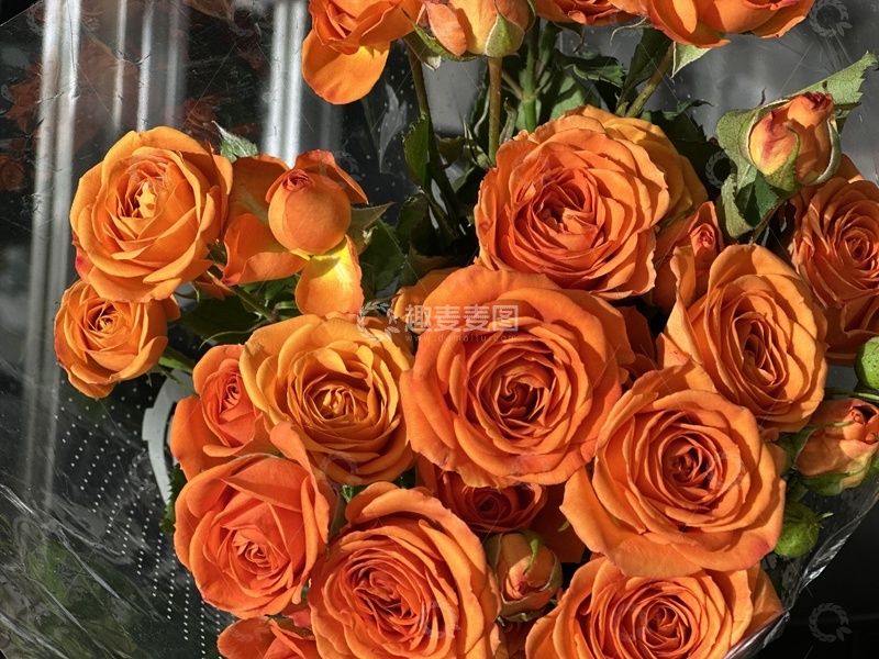 高清大图下载【趣麦麦图】橙色玫瑰鲜花束特写摄影