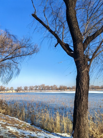 冬日湖畔枯树雪景