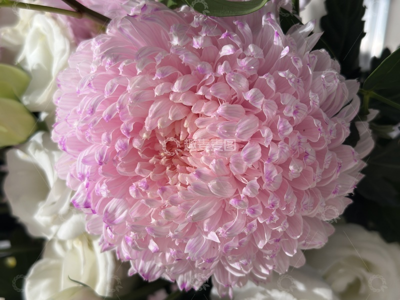 高清大图下载【趣麦麦图】粉色菊花绽放特写