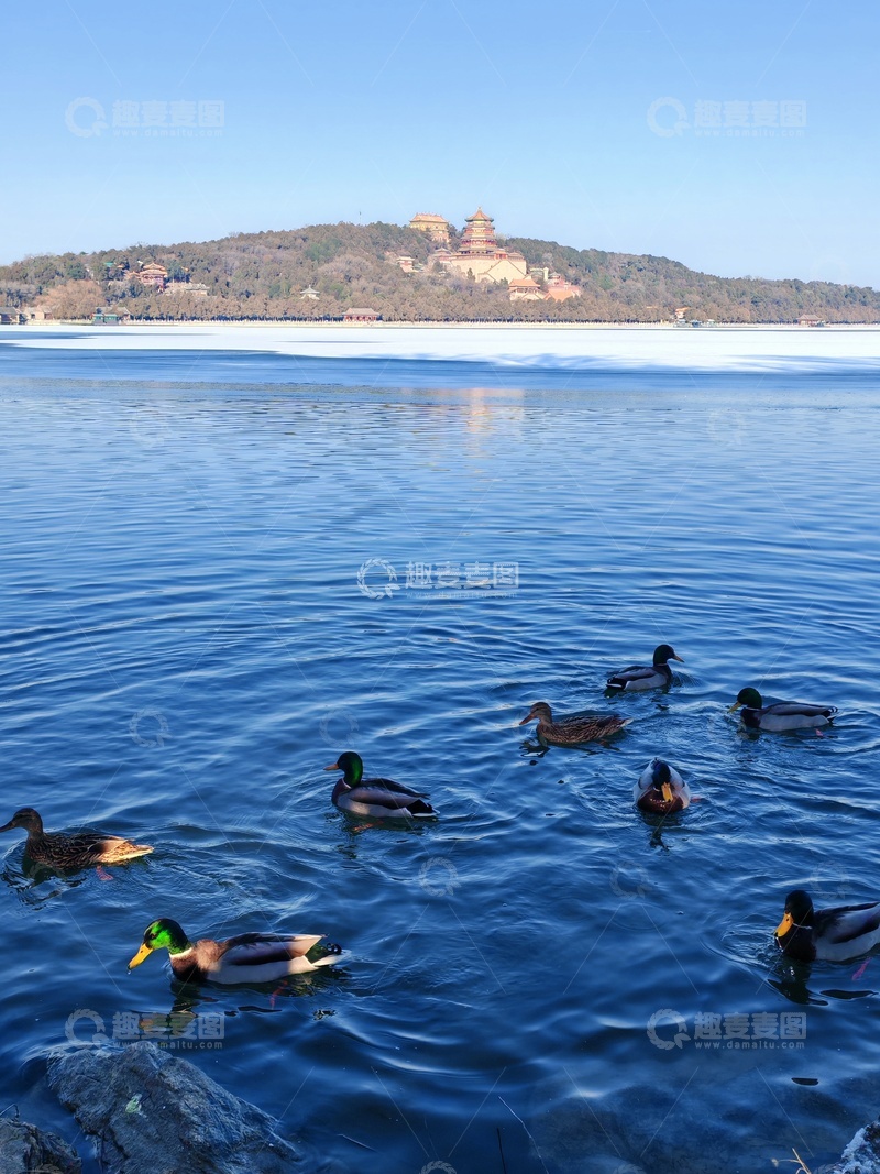 高清大图下载【趣麦麦图】湖畔鸭子古建风景画