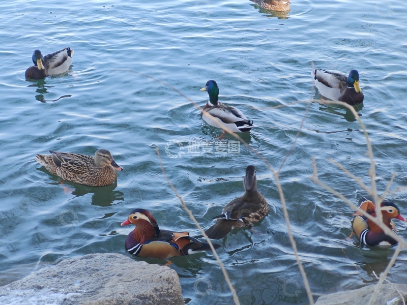 高清大图下载【趣麦麦图】-湖面游鸭1111