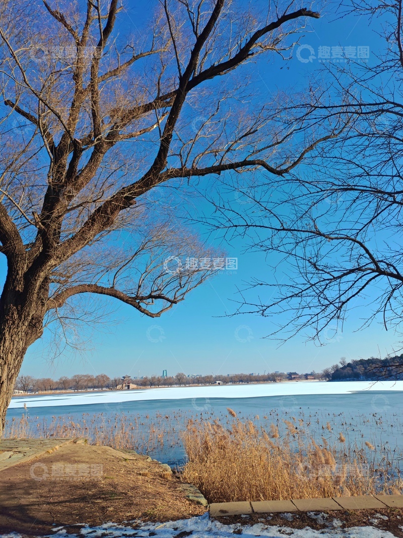 高清大图下载【趣麦麦图】冬日湖畔枯树美景