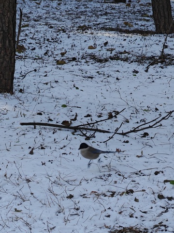 冬日雪景中的鸟儿