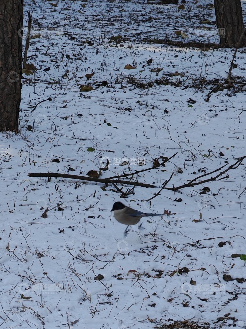 高清大图下载【趣麦麦图】冬日雪景中的鸟儿