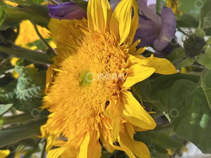 高清大图下载【趣麦麦图】阳光向日葵特写