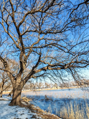冬日湖畔雪景树影