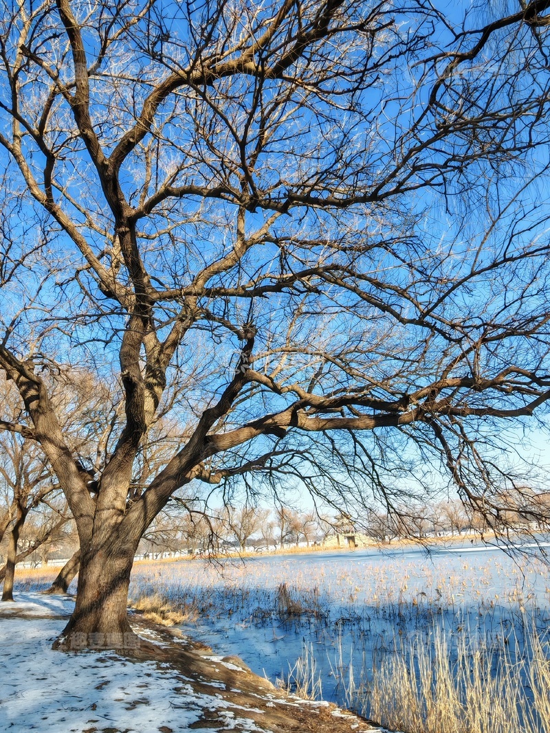 高清大图下载【趣麦麦图】冬日湖畔雪景树影