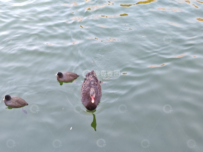 高清大图下载【趣麦麦图】-水中游弋的鸟儿