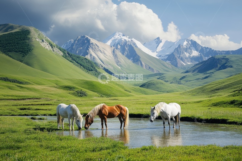 高清大图下载【趣麦麦图】草原上喝水的马匹