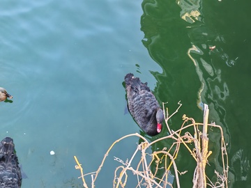 水畔黑天鹅静谧游弋