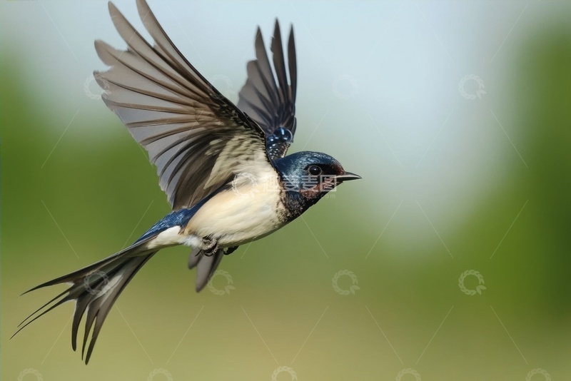 高清大图下载【趣麦麦图】飞翔的一只鸟雀