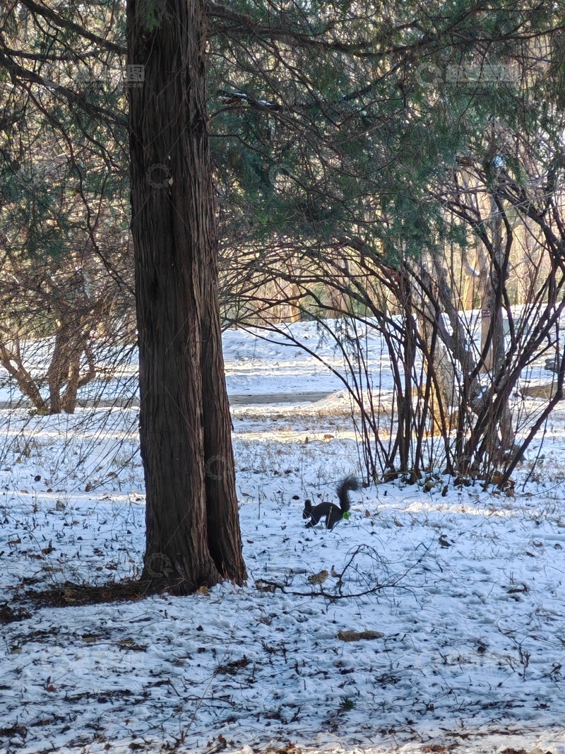 高清大图下载【趣麦麦图】冬日雪景松鼠觅食