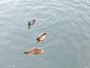 湖面上游弋的鸭群