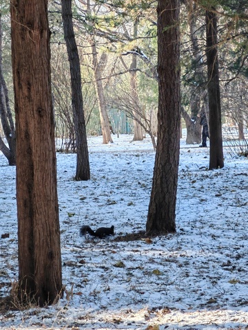 冬日林间小黑猫