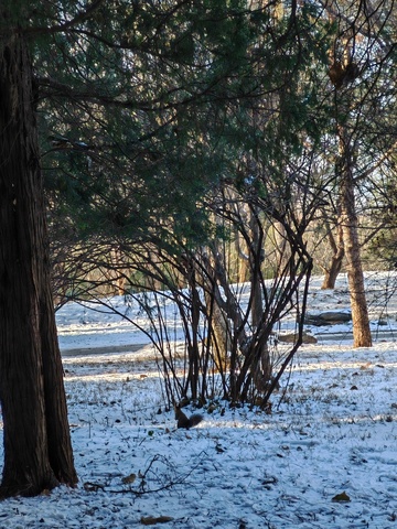 冬日松林雪景自然风光