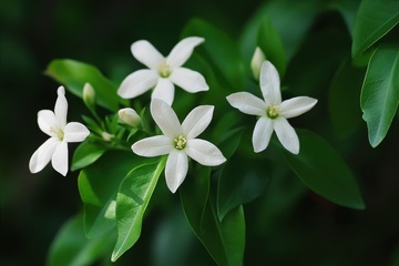 盛开的小白花植物