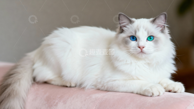 高清大图下载【趣麦麦图】可爱布偶猫011