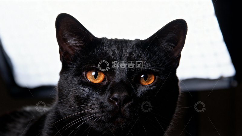 高清大图下载【趣麦麦图】可爱黑猫006