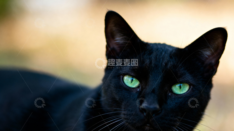 高清大图下载【趣麦麦图】可爱黑猫005