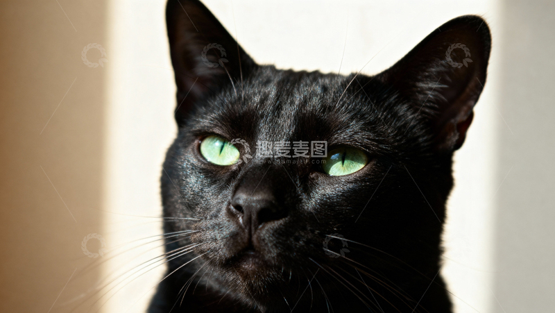 高清大图下载【趣麦麦图】可爱黑猫014