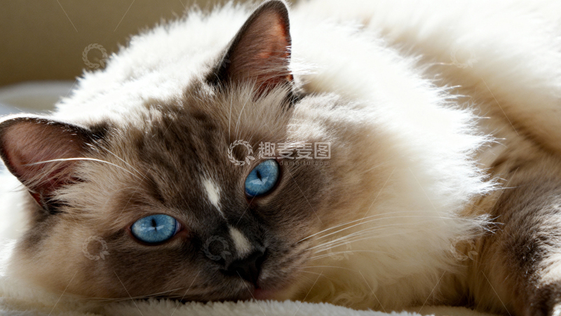 高清大图下载【趣麦麦图】可爱布偶猫007