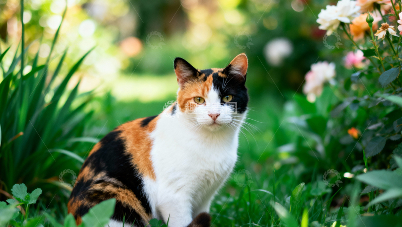 高清大图下载【趣麦麦图】可爱三花猫009