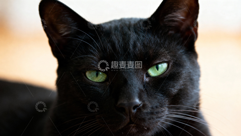 高清大图下载【趣麦麦图】可爱黑猫011