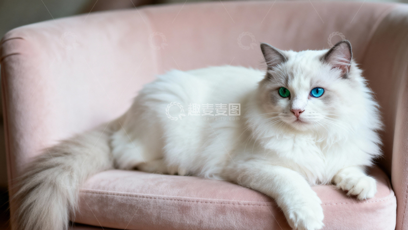 高清大图下载【趣麦麦图】可爱布偶猫002