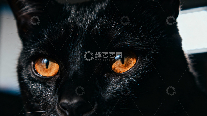 高清大图下载【趣麦麦图】可爱黑猫008