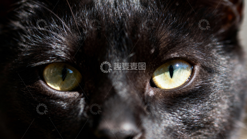 高清大图下载【趣麦麦图】可爱黑猫013