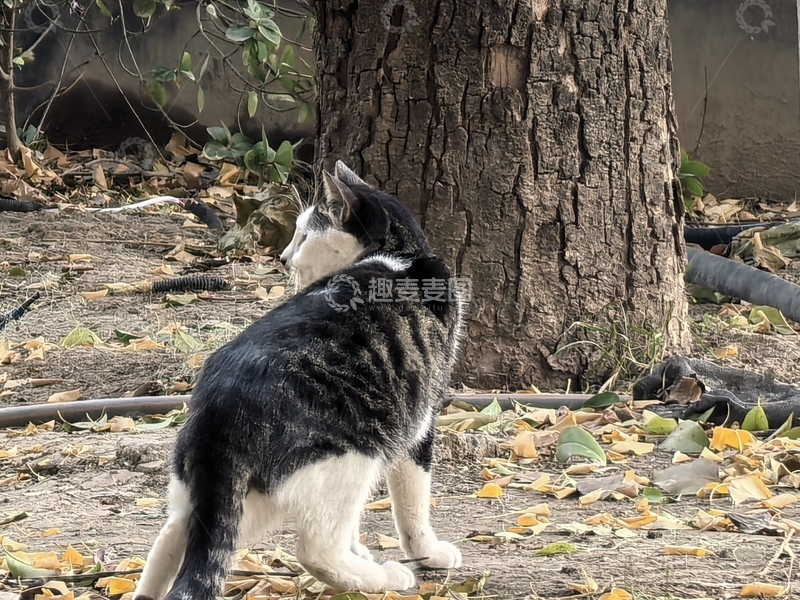 高清大图下载【趣麦麦图】秋日树下猫咪