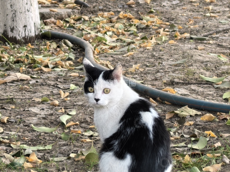 高清大图下载【趣麦麦图】-户外黑白猫秋叶景象
