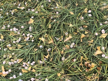 秋日草地落花景象自然风光摄影