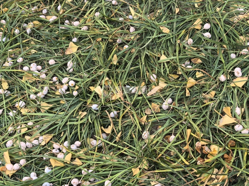 高清大图下载【趣麦麦图】秋日草地落花景象自然风光摄影