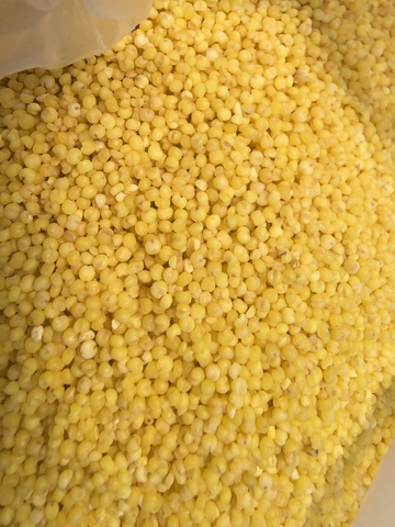 黄小米特写摄影素材