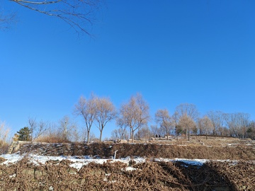 冬日枯树蓝天景观摄影