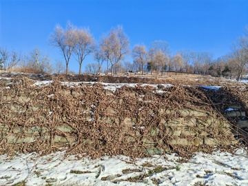 冬日山坡枯枝积雪风光