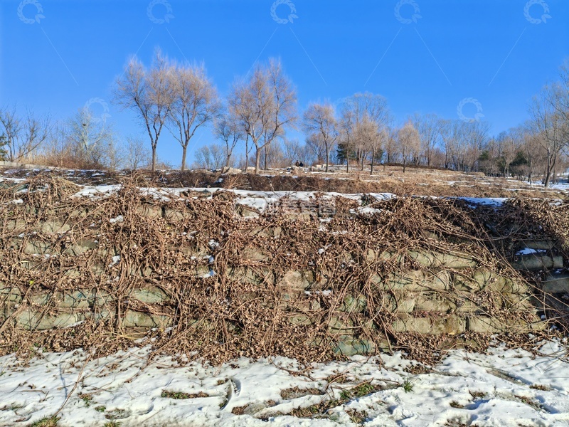 高清大图下载【趣麦麦图】冬日山坡枯枝积雪风光