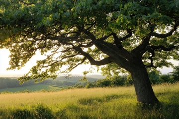 野外的一颗绿色大树