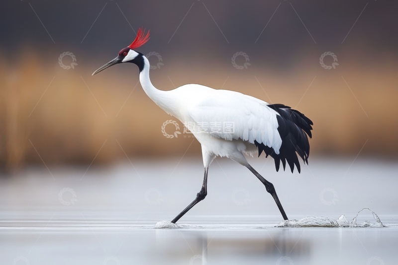 高清大图下载【趣麦麦图】河里行走的一只仙鹤