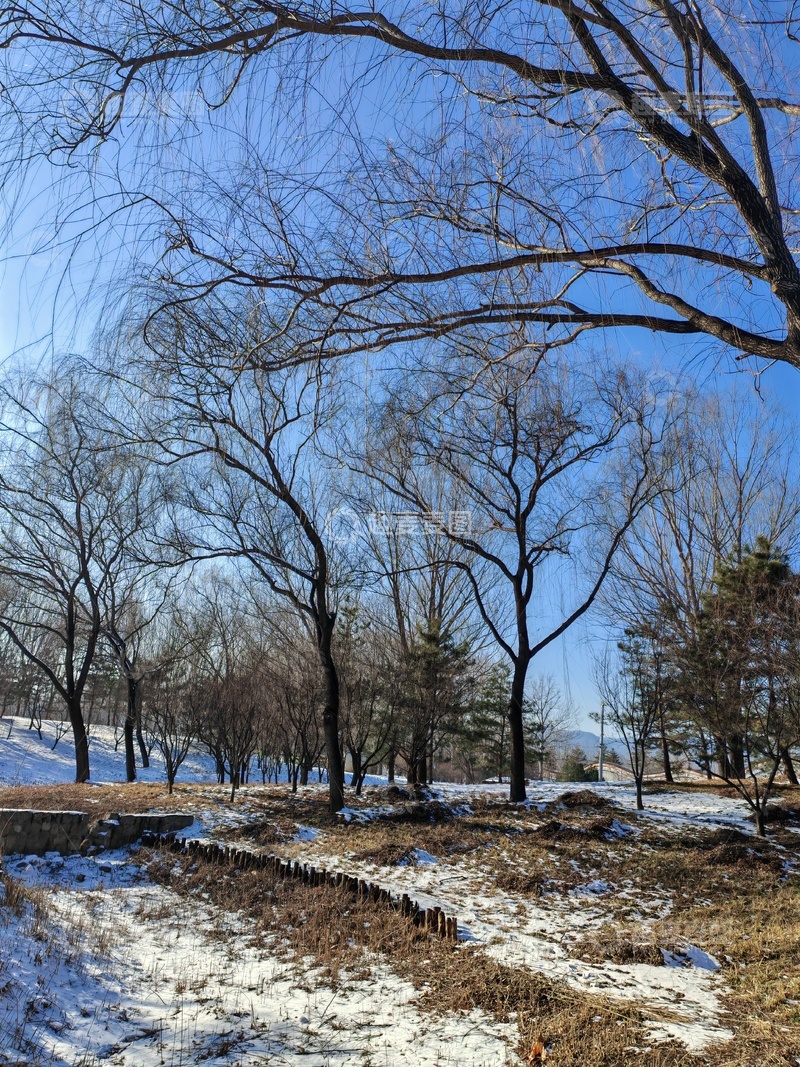 高清大图下载【趣麦麦图】-冬日雪景树林风景摄影