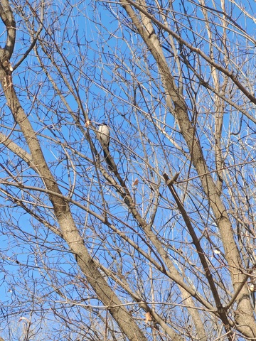 冬日枯树蓝天的静谧